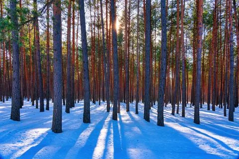 Sunset or sunrise in the spring pine forest covered with a snow. Sunbeams shi Stock Photos