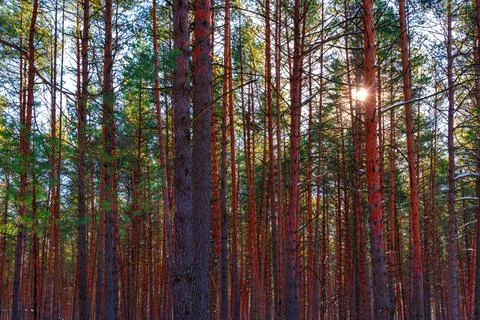 Sunset or sunrise in the spring pine forest covered with a snow. Sunbeams shi Stock Photos