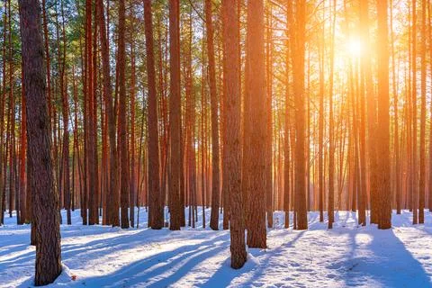 Sunset or sunrise in the spring pine forest covered with a snow. Sunbeams shi Stock Photos