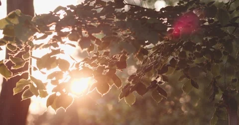 Sunset or Sunrise Sun Shining Through Green Leaves. SLOW MOTION 120 fps 4K DCi. 스톡 동영상 67220620