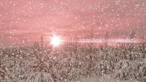 Sunset or sunrise in the winter pine forest with falling snow. Snowfall. Stock Footage 221579626