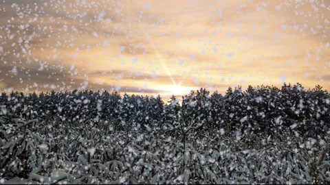 Sunset or sunrise in the winter pine forest with falling snow. Snowfall. Stock Footage 221579692