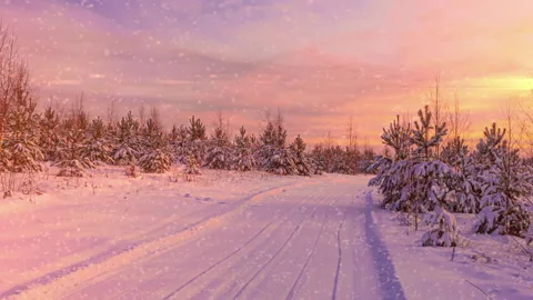 Sunset or sunrise in winter pine forest with falling snow. Path, road, track Stock Footage 221579776