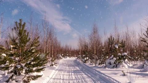 Sunset or sunrise in winter pine forest with falling snow. Path, road, track Stock Footage 221926982