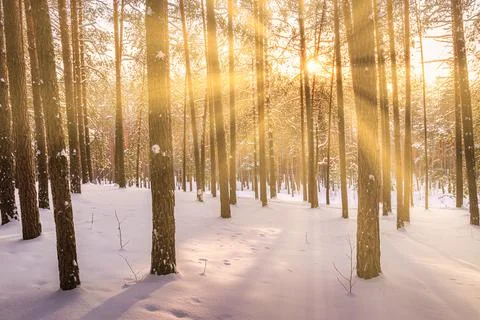 Sunset or sunrise in the winter pine forest covered with a snow. Rows of pi.. Stock Photos