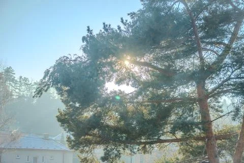 Sunset or sunrise in the winter pine forest covered with a snow.Sunbeams shining Stock Photos