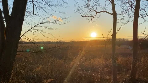 Sunset Orange Grass and Trees Stock Footage 126997734