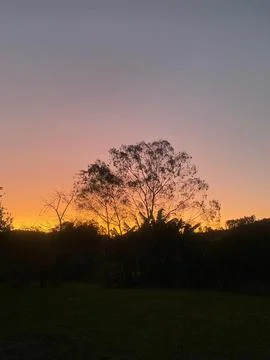 Sunset with orange sky behind trees Foto stock
