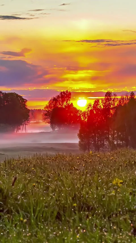 Sunset In Orange Sky Over Fields And Forest - Timelapse, Vertical Shot Stock Footage 315288987