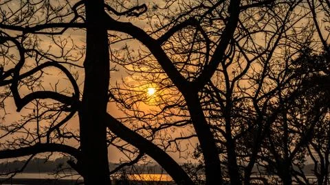 Sunset orange sky with tree shadow at dusk Photos