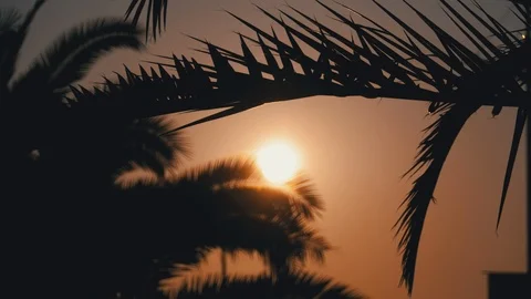 Sunset of the Orange Sun through the Silhouette of Palm Leaves Stock Footage 120269242