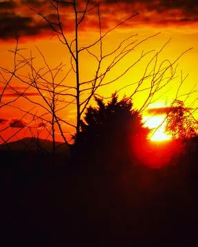 Sunset with outline of a tree Foto stock