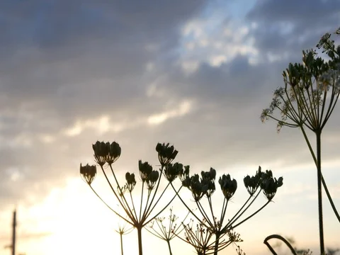 Sunset outside the city under the singing of a lark2 Stock Footage 77638463