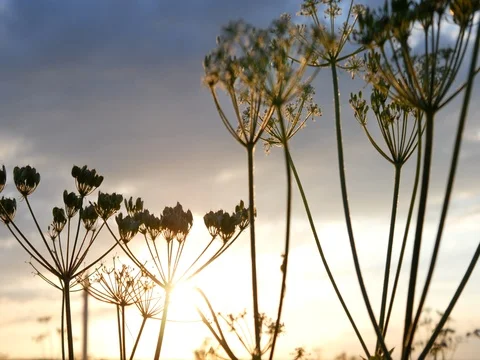 Sunset outside the city under the singing of a lark Stock Footage 77638936