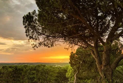 Sunset outside by the trees, concept of breathing fresh air, freedom. Stock Photos
