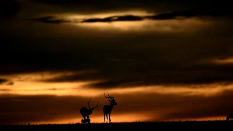 Sunset Over African Plain With Fiery Sky animals in Savanna kenya Africa Stock Footage 122710042
