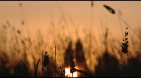Sunset over afternoon grass 3556.mp4 Stock Footage 2306594