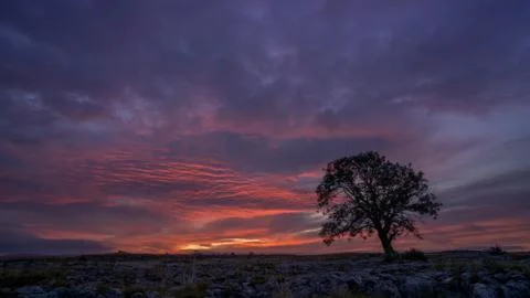 Sunset over Ash Tree, Malham Stock Photos