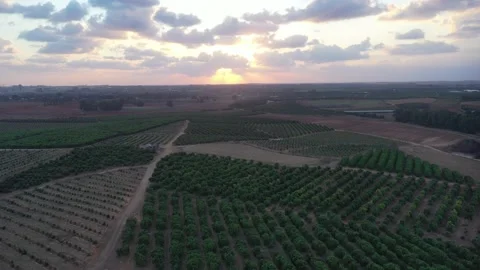 Sunset over Avocado groves Stock Footage 164238411