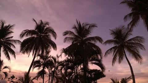 Sunset over beach with palm silhouettes in Port Barton, Palawan, Philippines Stock Footage 319670089