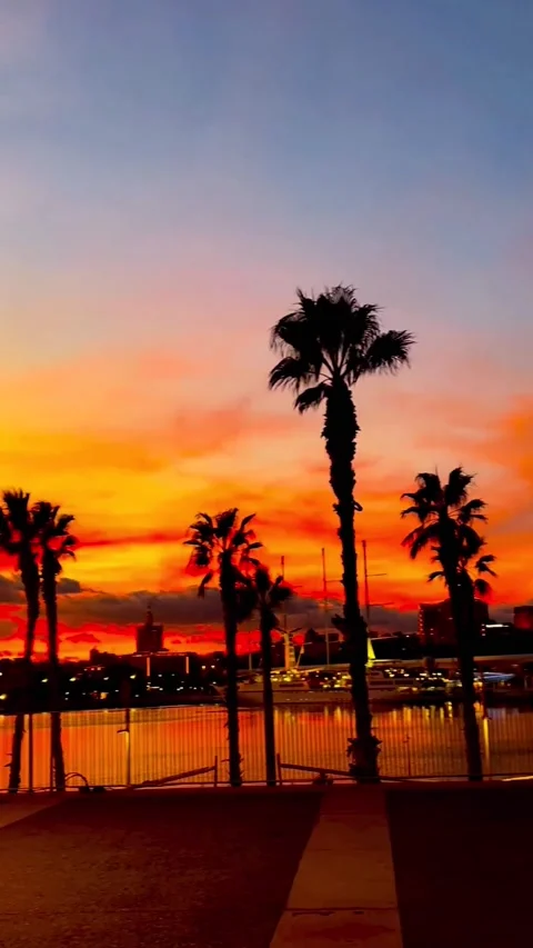 Sunset over the beach with Palm Trees Golden Hour Stock Footage 234553298