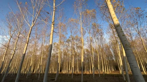 Sunset over the beautiful forest of trees Video stock 226967832