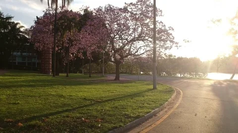 Sunset over beautiful jacaranda trees in bloom 스톡 동영상 81723826