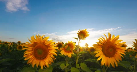 Sunset over Bloom Yellow Sunflowers Field on a Farm. Agriculture Concept.  Stock Footage 265763166