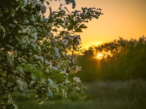 Sunset over blooming tree branches in Thurrock Essex England Stock-Fotos