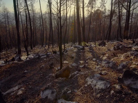 Sunset over burnt out forest 스톡 동영상 81088479