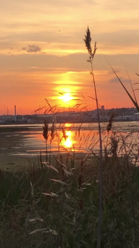 Sunset over calm water, with tall grasses silhouetted in foreground, reflecting Stock Footage 311200361