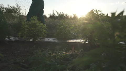 Sunset over Cannabis field with botanists working in background Stock Footage 315977224