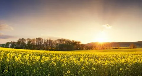 Sunset over canola field with path  in Slovakia Stock Photos