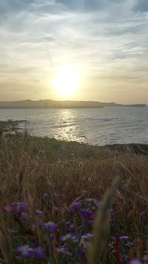 Sunset Over Cantabrian Sea Coast with Wildflowers and Grass foreground Stock Footage 342938511