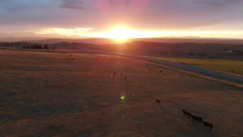 Sunset over cattle field and highway Stock Footage 166396393