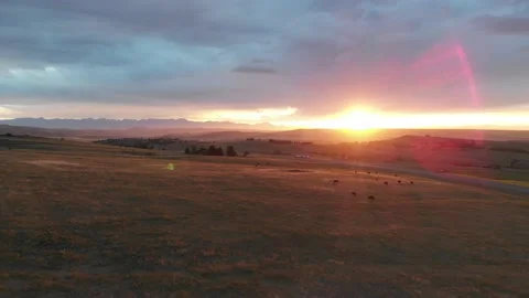 Sunset over cattle field Stock Footage 166390171
