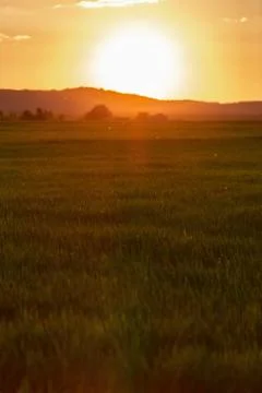 Sunset over the cereal field Stock Photos