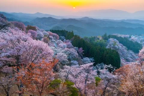 Sunset over cherry trees forest Stock Photos
