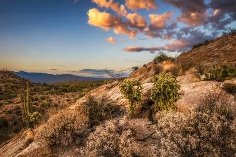 Sunset over cholla and cactuses near Javelina Rocks in Saguaro National Park Stock-Fotos