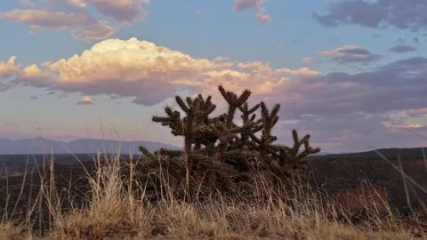 Sunset Over Cholla Cactus In The Southwest Video stock 345087273