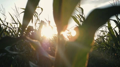 Sunset over the corn field. Corn in the sun. Stock-Footage 94598754