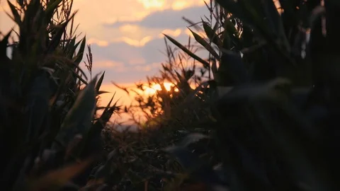Sunset over the corn field. Corn in the sun. Stock-Footage 94845408