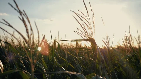 Sunset over the corn field. Corn in the sun. Stock Footage 105217055