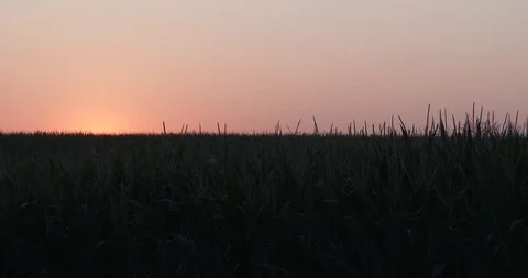 Sunset over a Corn Field Stock Footage 92710776