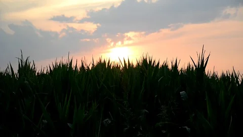 Sunset over the corn field Stock Footage 112859545