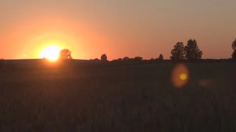 Sunset over corn field, lens flare Video stock 53866962