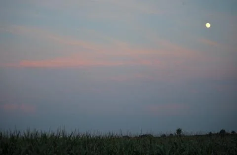 Sunset over corn field with moon in right corner Stock Photos