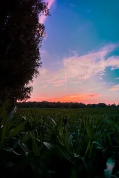 Sunset over a corn field 写真素材