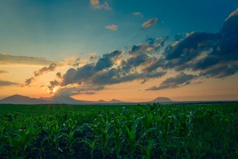 Sunset over the corn field Stock Photos