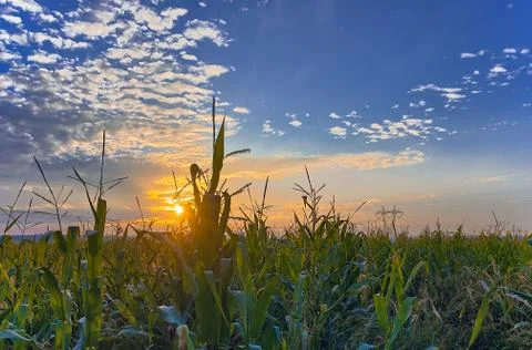 Sunset Over a Corn Field Stock Photos